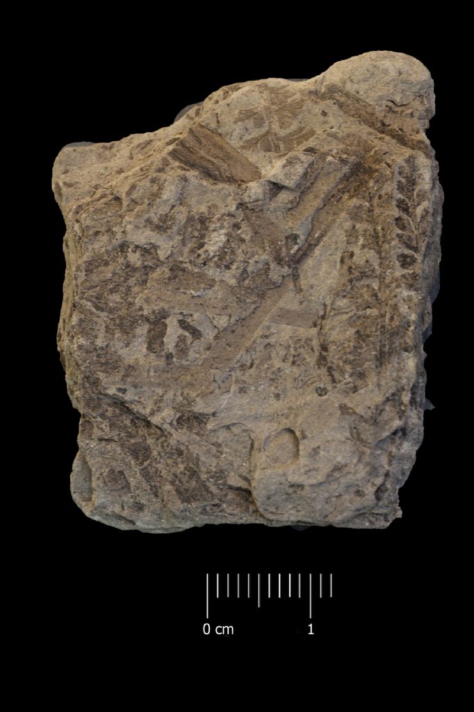 Fossile (felce, semi, associazione fossile)