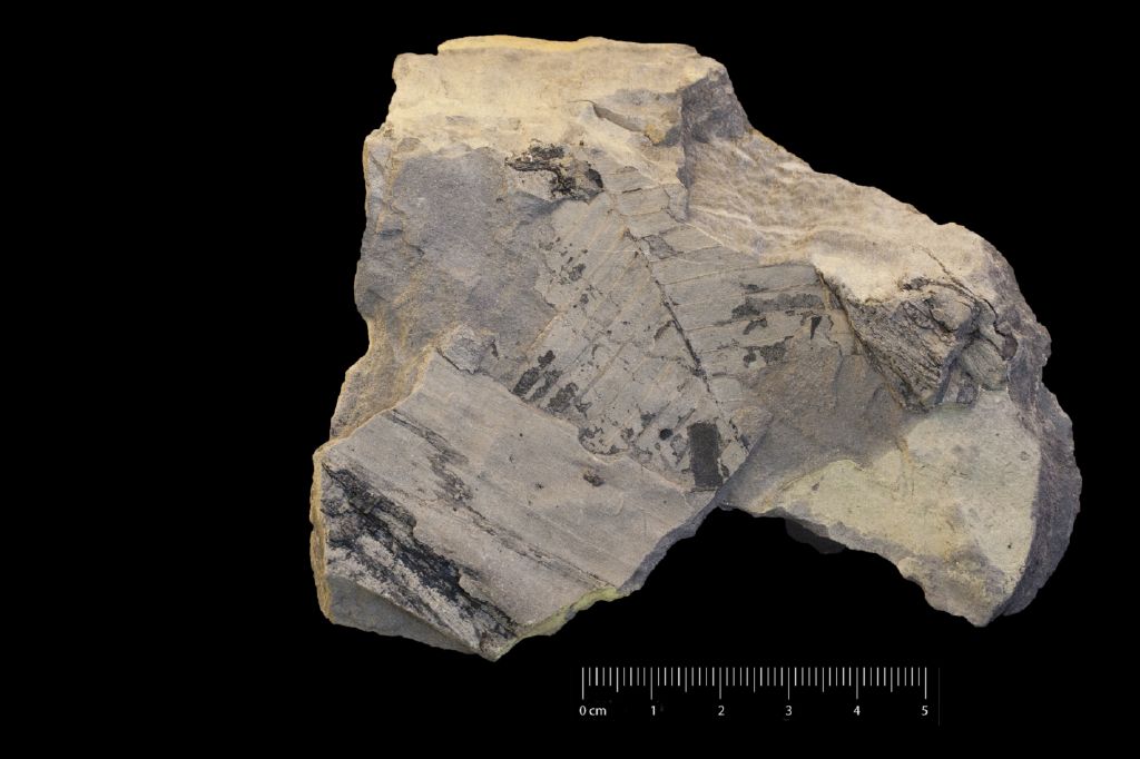 Fossile (frammento di foglia allungata, esemplare)