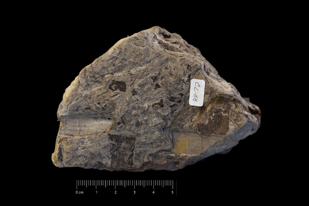 Fossile (frammenti di segmenti, serie)