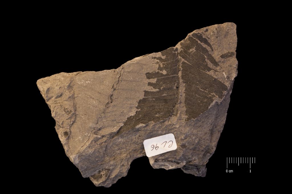 Fossile (frammento di foglia allungata, esemplare)
