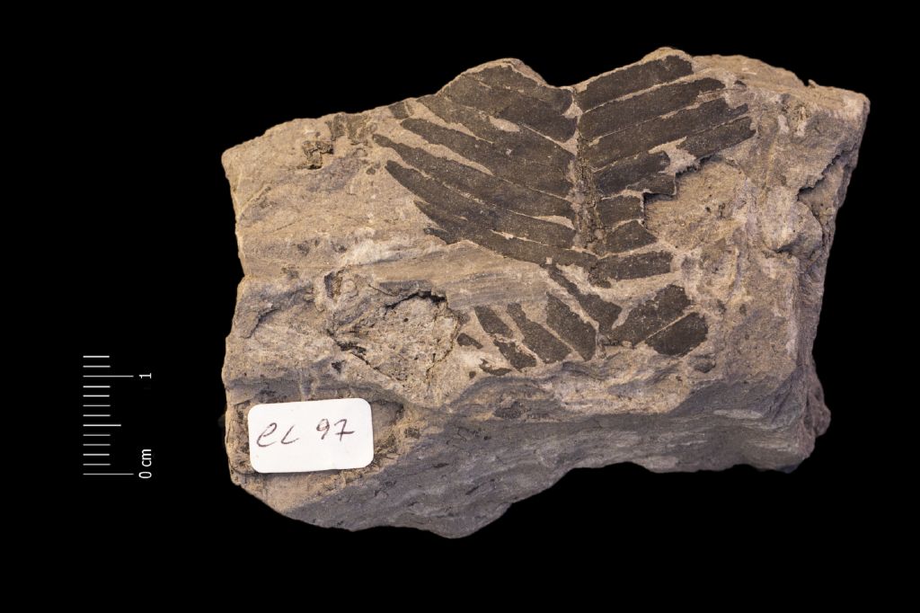 Fossile (frammento di foglia allungata, esemplare)