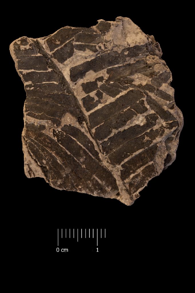 Fossile (frammento di foglia allungata, esemplare)