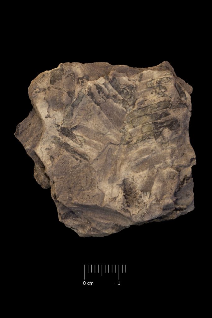 Fossile (frammento di foglia allungata, esemplare)