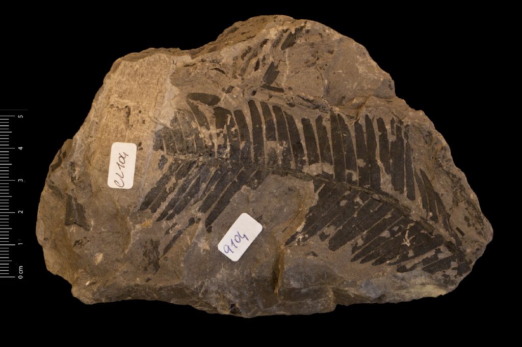 Fossile (frammenti di foglia allungata, esemplare)