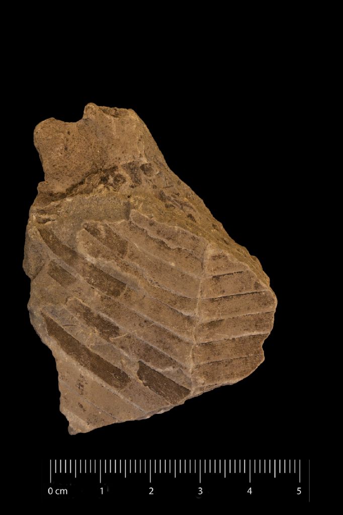 Fossile (frammenti di foglia allungata, esemplare)