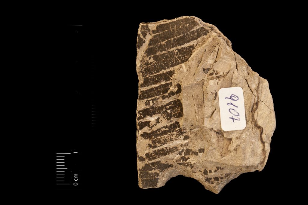 Fossile (frammento di foglia allungata, esemplare)