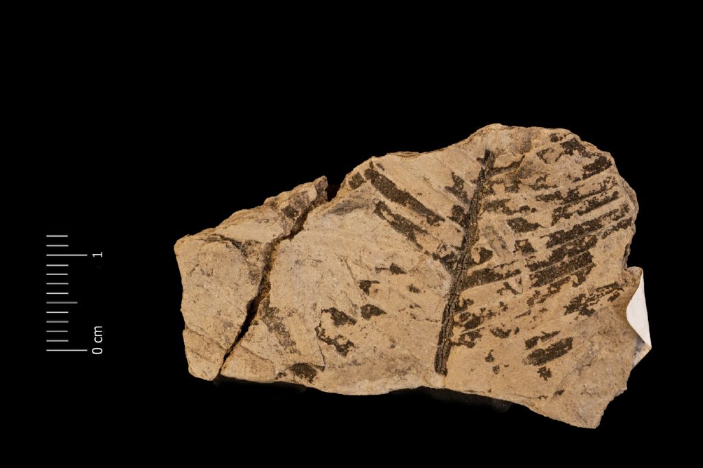 Fossile (frammento di foglia allungata, esemplare)