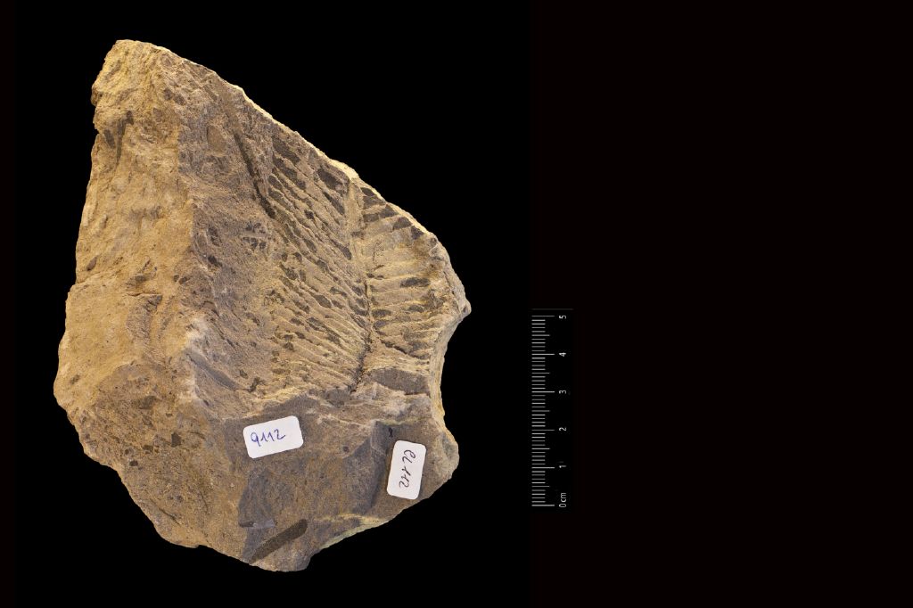 Fossile (frammento di foglia allungata, esemplare)