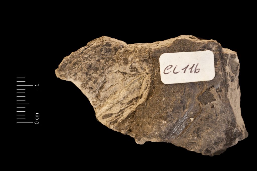 Fossile (frammento di segmento, esemplare)