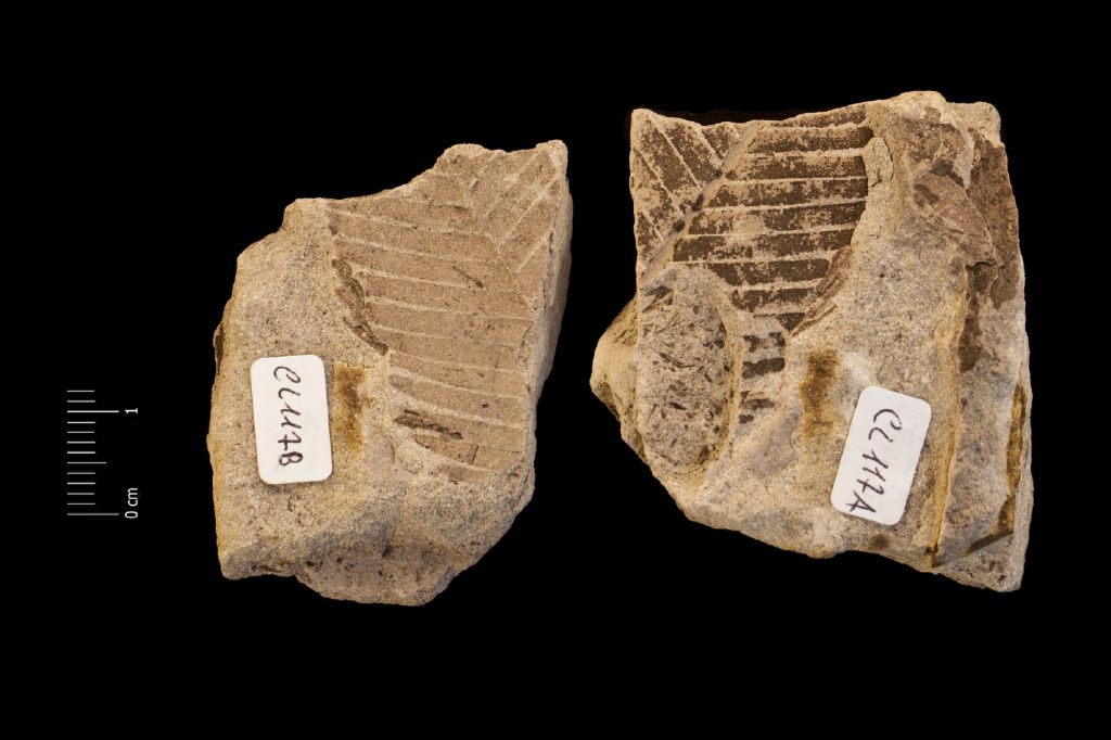 Fossile (frammento di foglia allungata, esemplare)