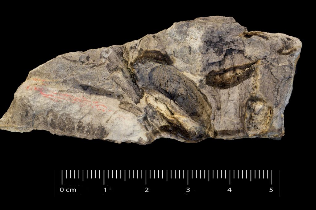 Fossile (felce, esemplare)