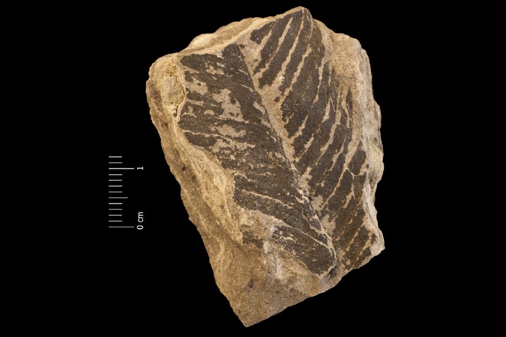 Fossile (frammento di foglia allungata, esemplare)