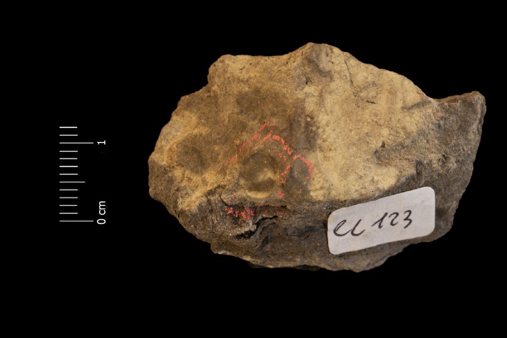 Fossile (seme, esemplare)