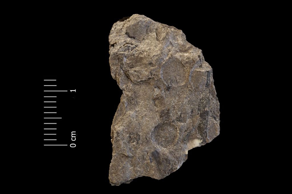 Fossile (semi, serie)