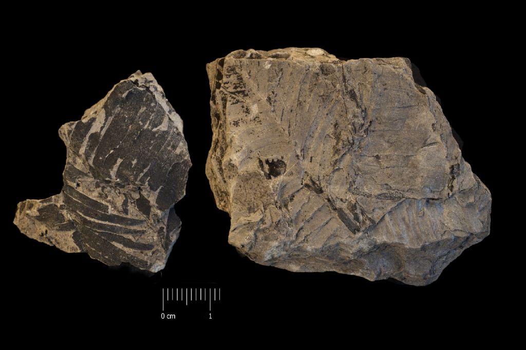 Fossile (frammento di foglia allungata, esemplare)