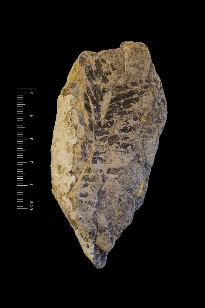 Fossile (frammento di foglia allungata, esemplare)