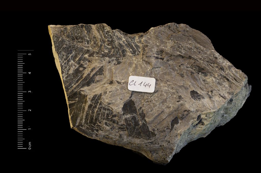 Fossile (frammento di foglia allungata, esemplare)