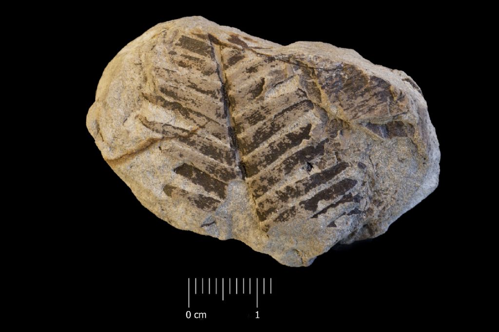 Fossile (frammento di foglia allungata, esemplare)