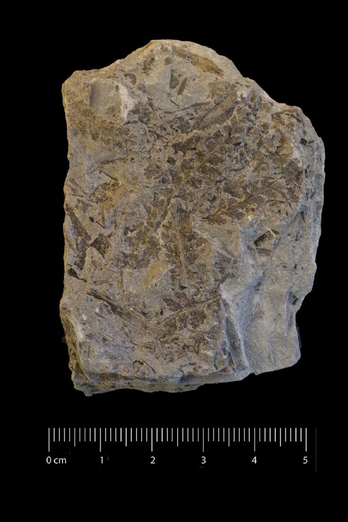Fossile (felce, serie)