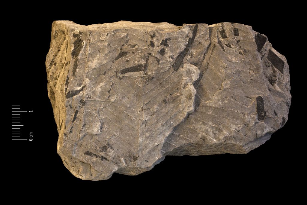 Fossile (frammento di foglia allungata, esemplare)
