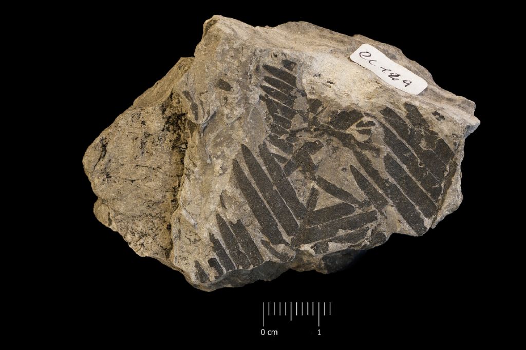 Fossile (frammento di foglia allungata, esemplare)