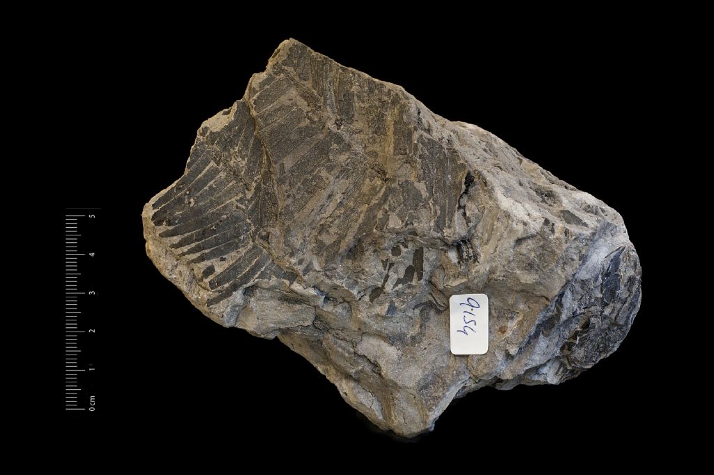 Fossile (frammento di foglia allungata, associazione fossile)