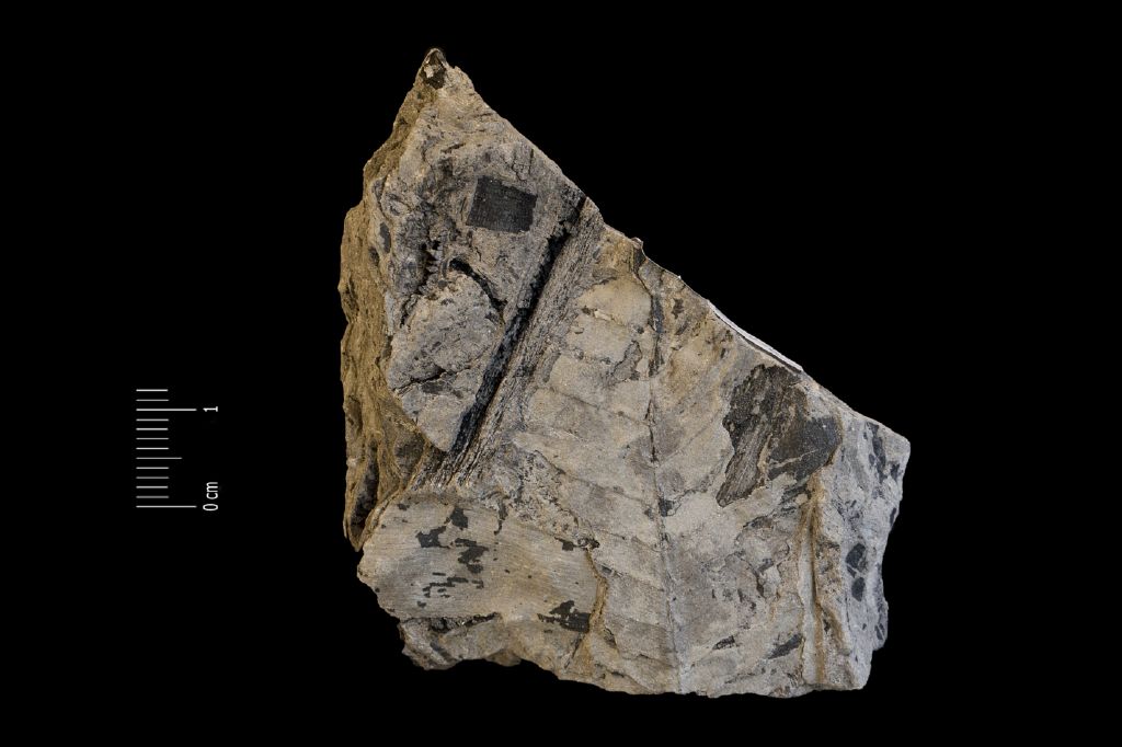 Fossile (framenti di segmenti e semi, associazione fossile)