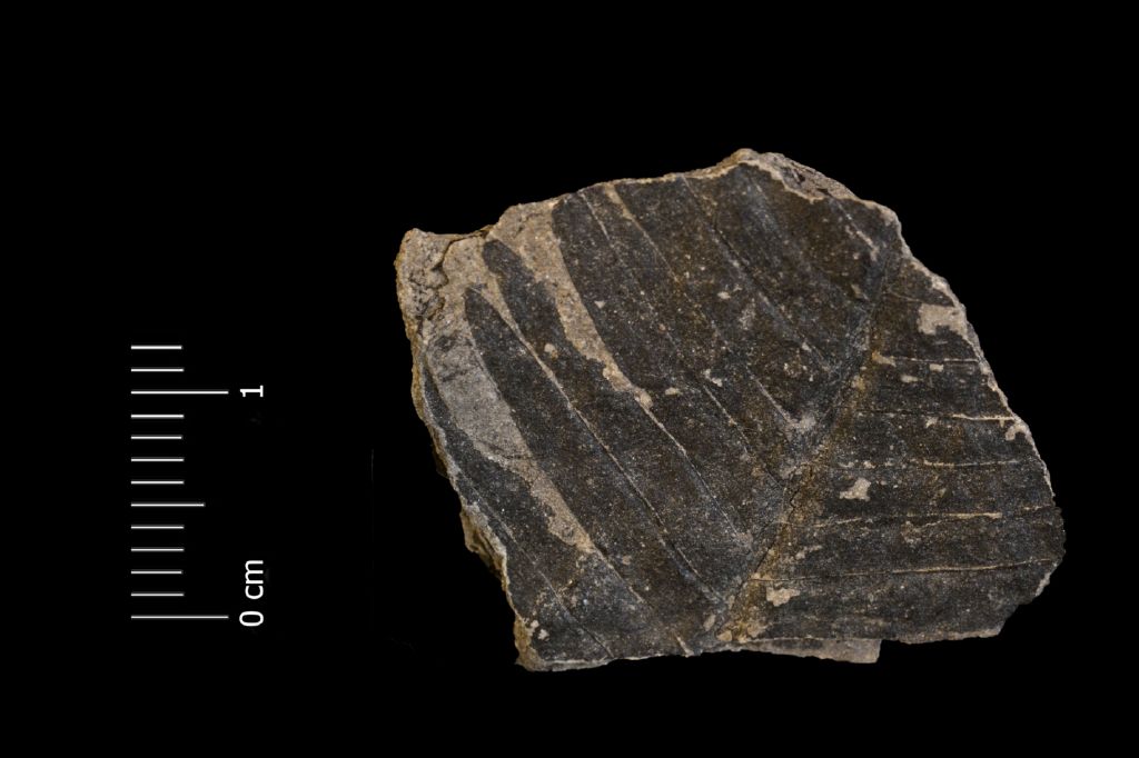 Fossile (frammento di foglia allungata, esemplare)