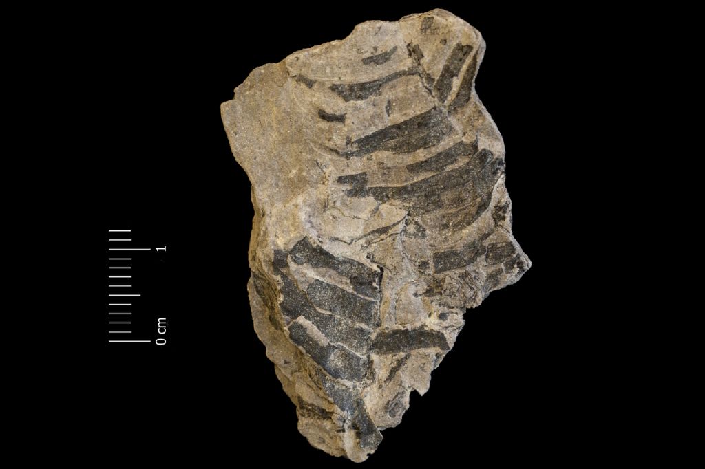Fossile (frammento di foglia allungata, esemplare)