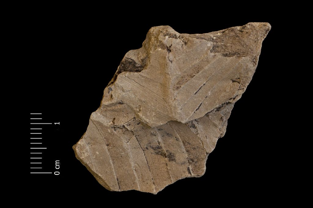 Fossile (frammento di foglia allungata, esemplare)
