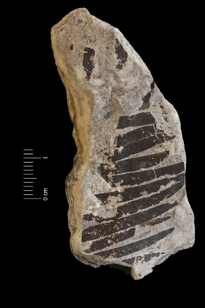 Fossile (frammento di foglia allungata, esemplare)