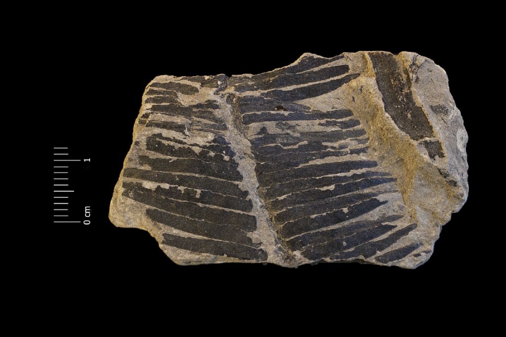 Fossile (frammento di foglia allungata, esemplare)