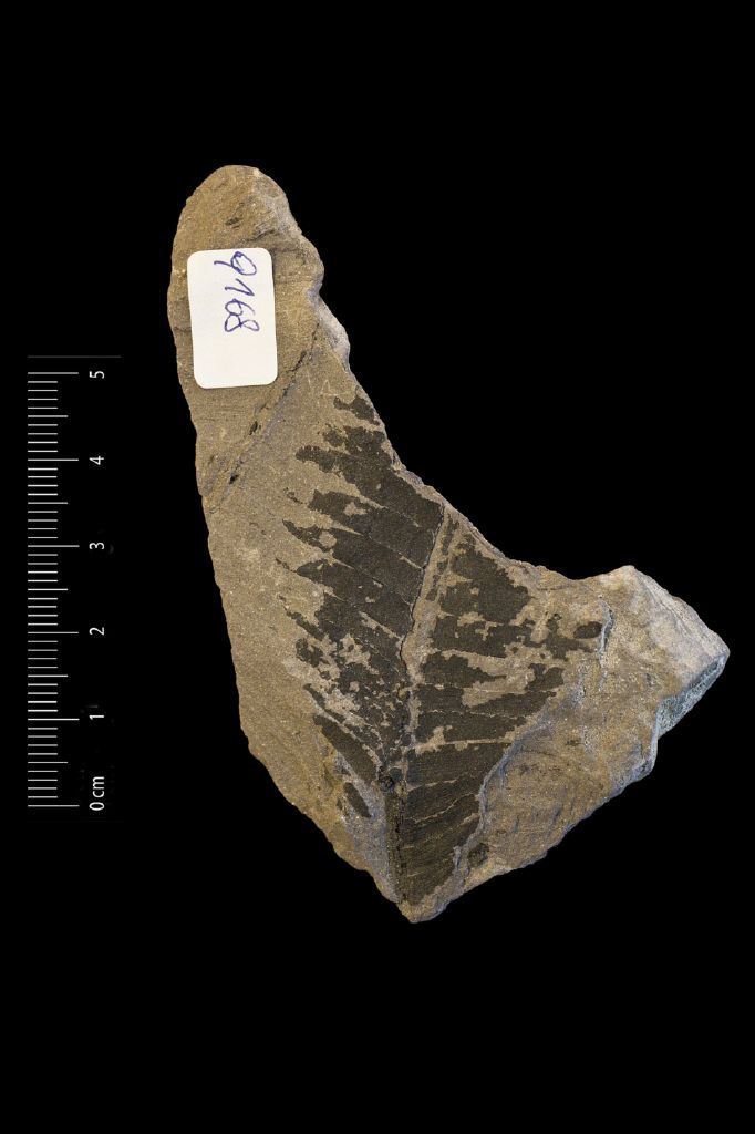 Fossile (frammento di foglia allungata, esemplare)
