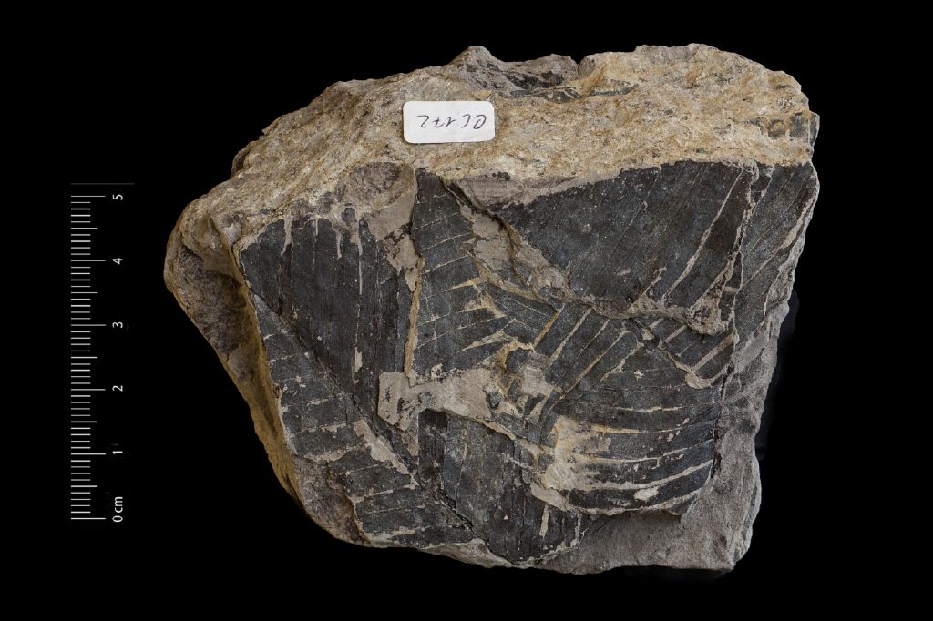 Fossile (frammento di foglia allungata, esemplare)