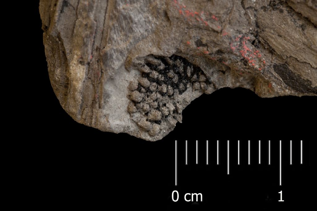 Fossile (fruttificazione, esemplare)
