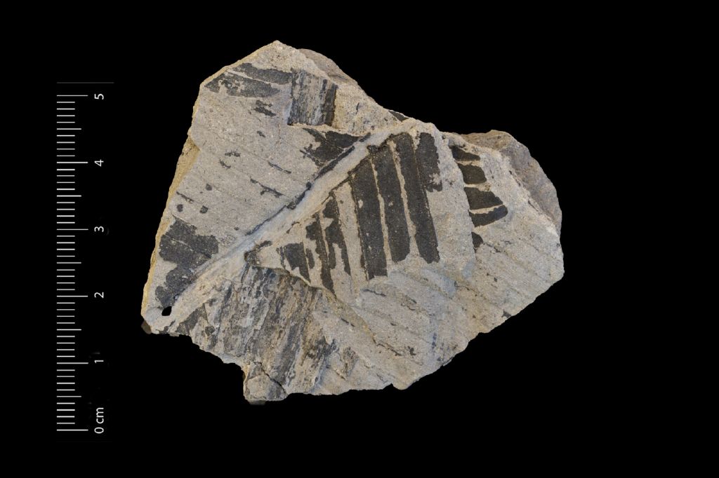 Fossile (frammento di foglia allungata, esemplare)