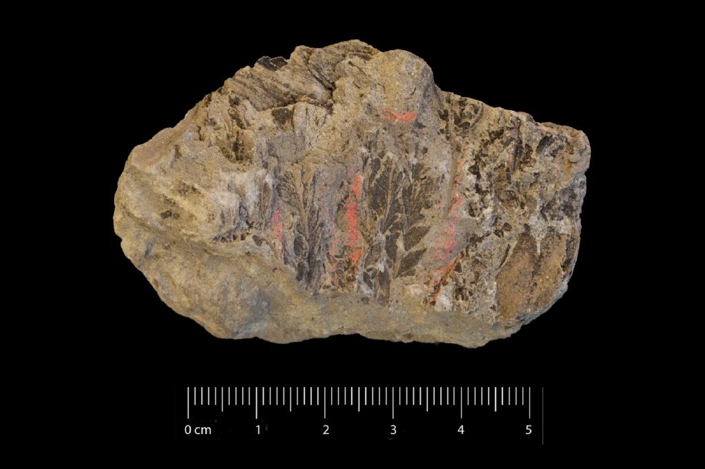 Fossile (felce, serie)
