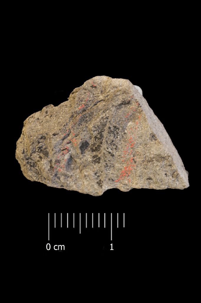 Fossile (felce, esemplare)