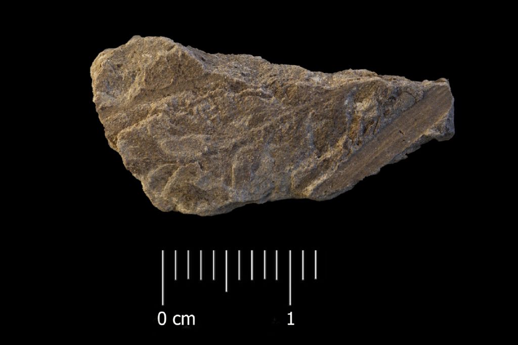 Fossile (felce, esemplare)