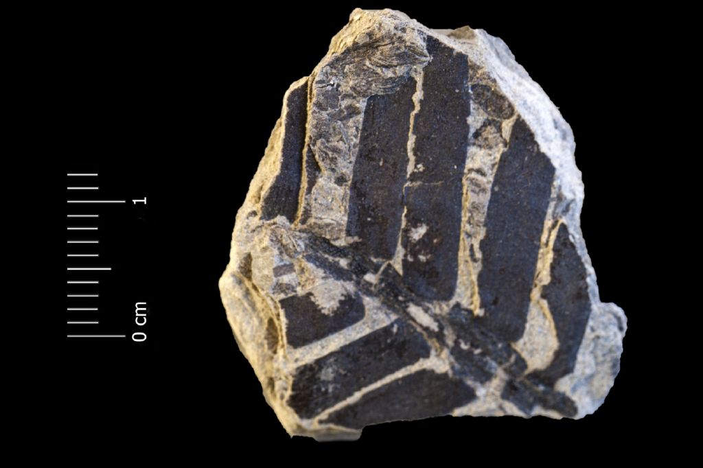 Fossile (frammento di foglia allungata, esemplare)