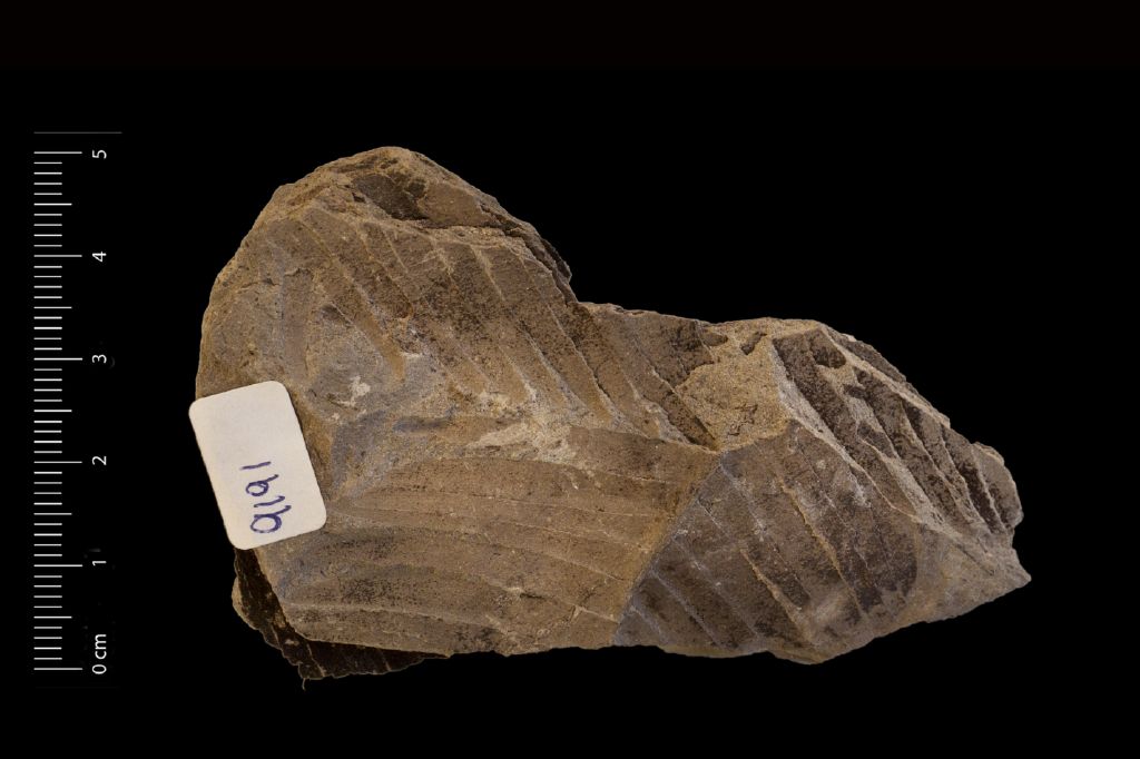 Fossile (frammento di foglia allungata, serie)