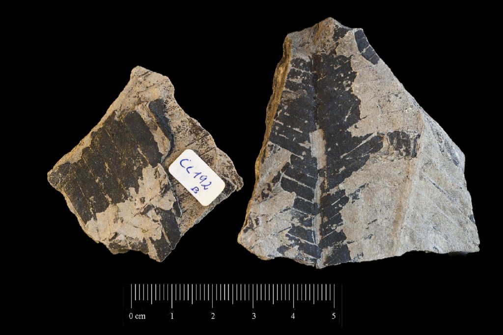 Fossile (frammento di foglia allungata, serie)