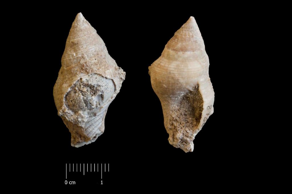 Fossile (invertebrato, esemplare)