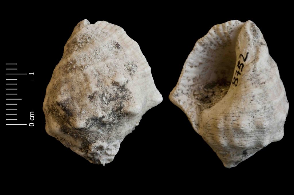 Fossile (invertebrato, esemplare)