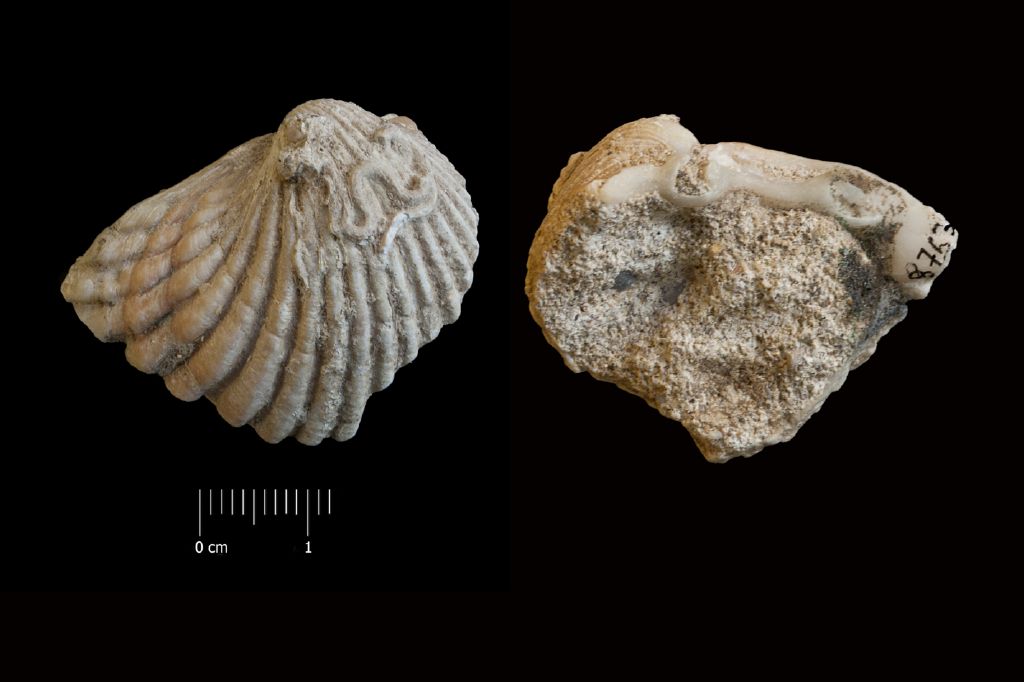 Fossile (invertebrato, esemplare)