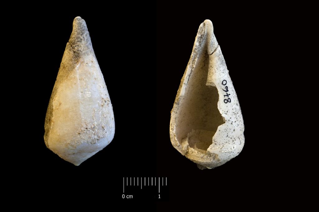 Fossile (invertebrato, esemplare)