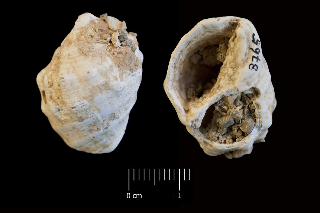 Fossile (invertebrato, esemplare)