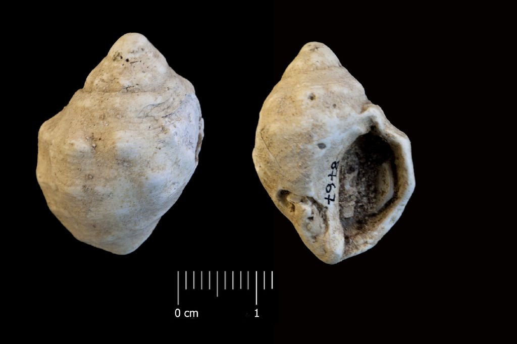 Fossile (invertebrato, esemplare)