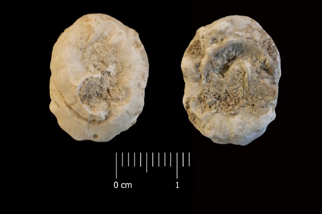 Fossile (invertebrato, esemplare)