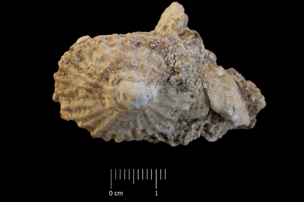 Fossile (invertebrato, esemplare)